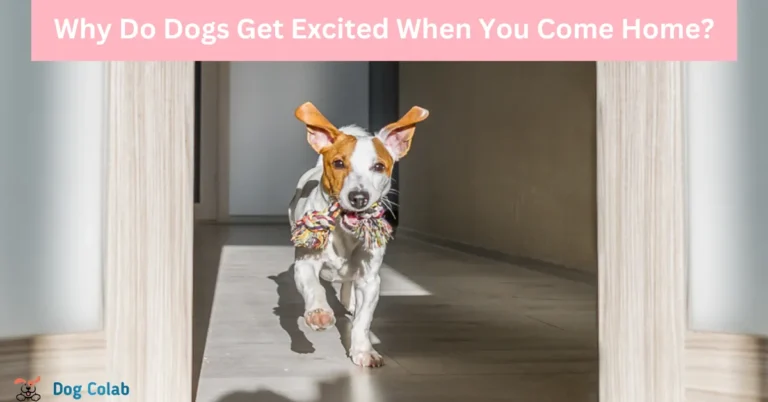 why do dogs get excited when you come home