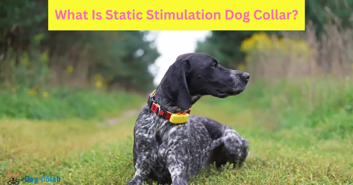 what is static stimulation dog collar