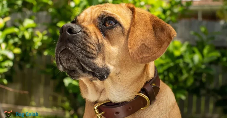 are thicker collars better for dogs