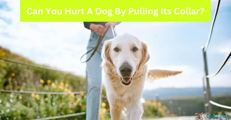 can you hurt a dog by pulling its collar