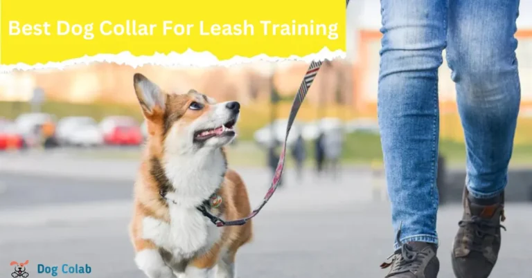 best dog collar for leash training