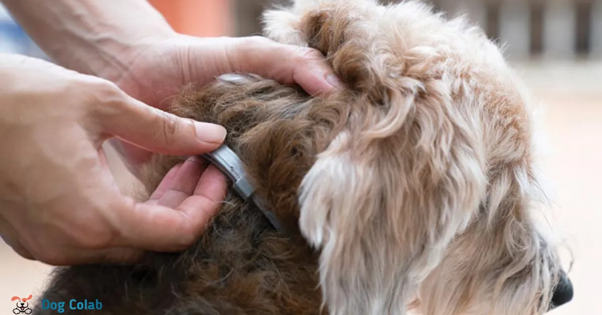 how to get rid of collar mark on dog