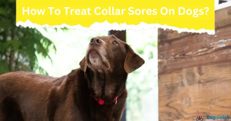 how to treat collar sores on dogs