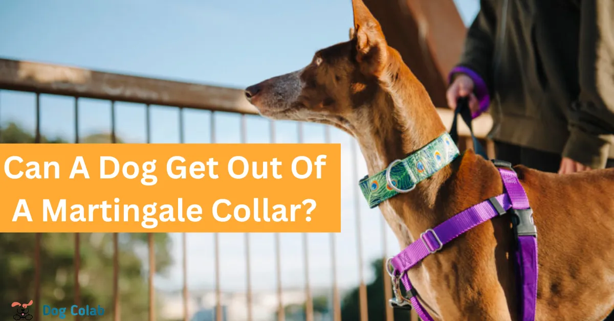 can a dog get out of a martingale collar