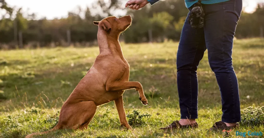 dog keeps breaking collar
