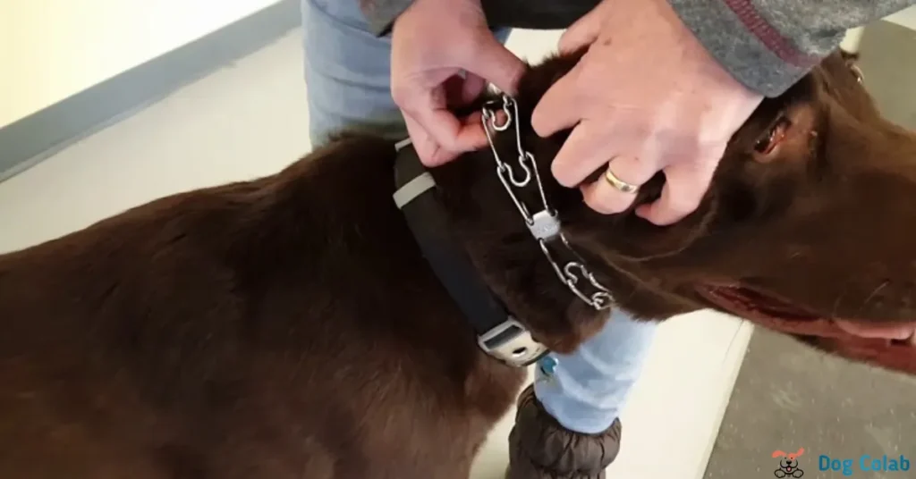 can prong collars cause damage
