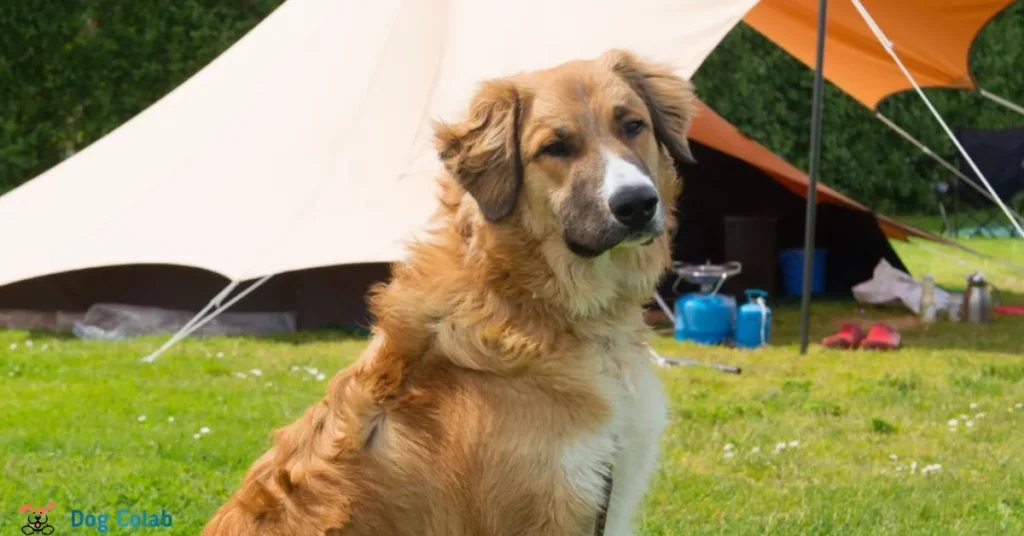 how to keep dogs cool camping
