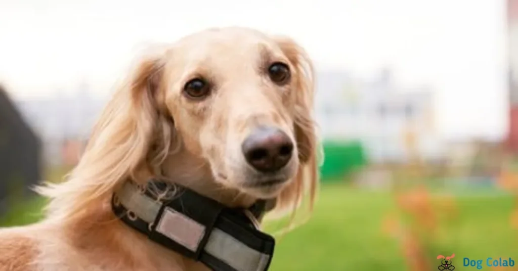 are thicker collars better for dogs
