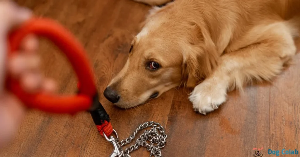 my dog keeps breaking his collar
