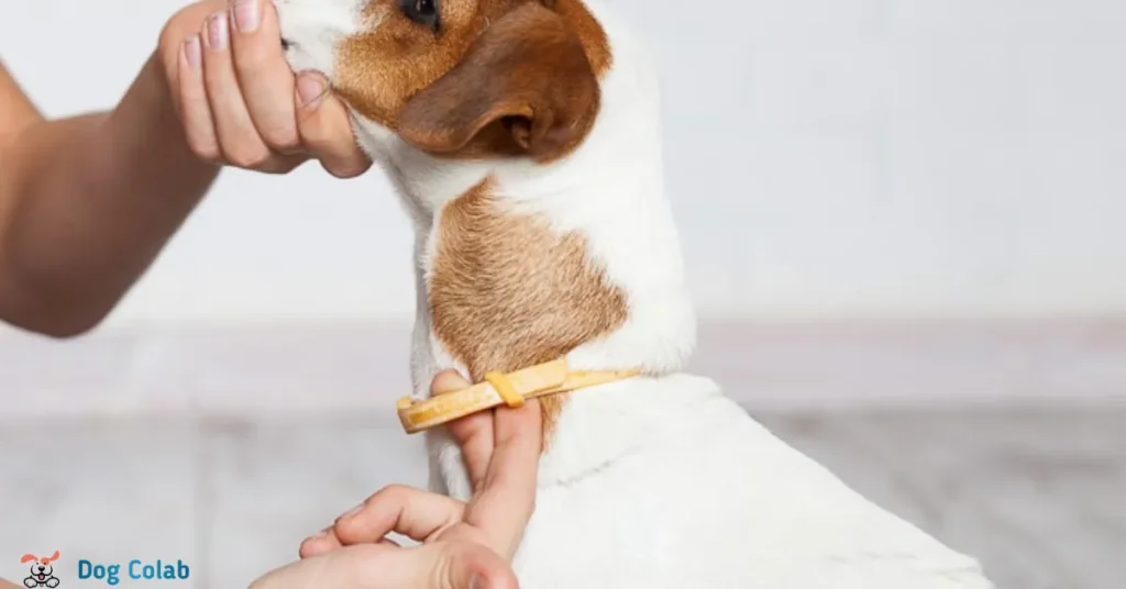 how to get rid of collar line on dog
