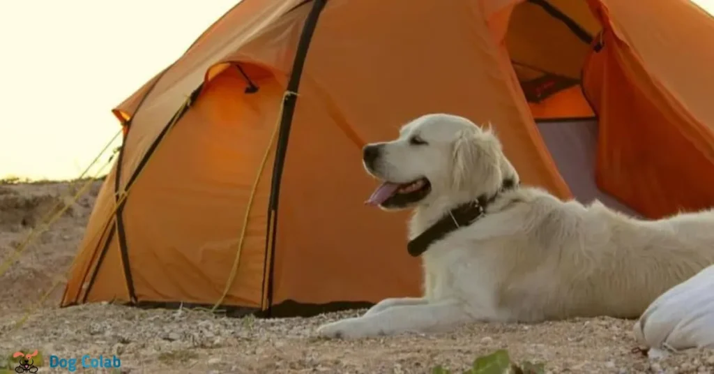 how to keep dogs cool while camping
