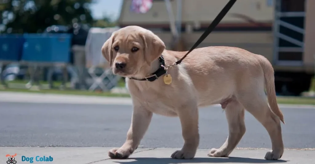 how long does it take for a puppy to get used to a collar
