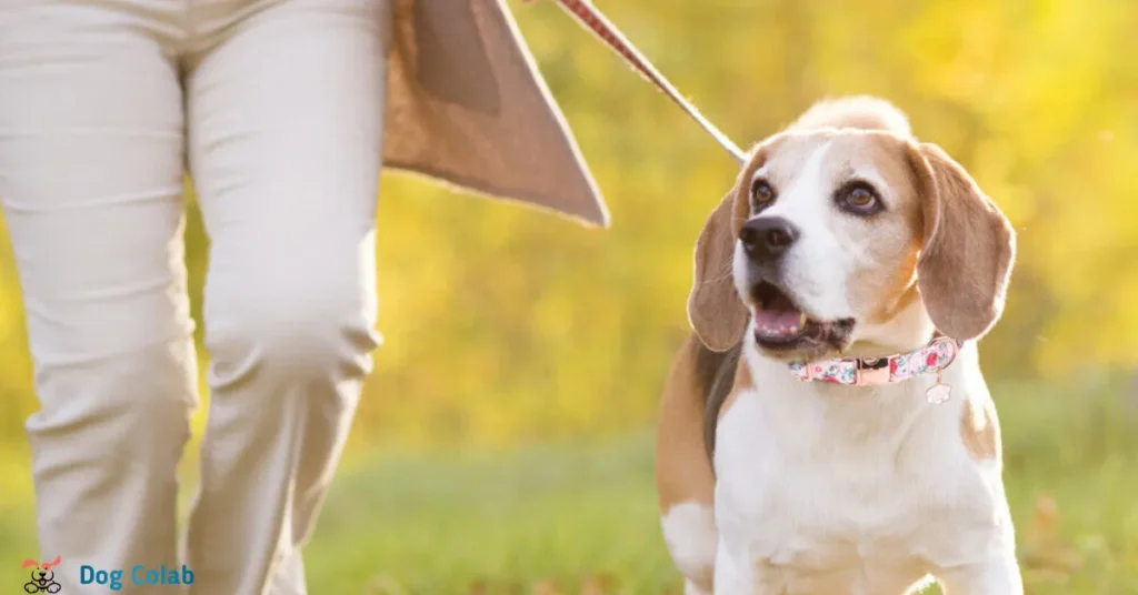 can dog hurt neck pulling on leash