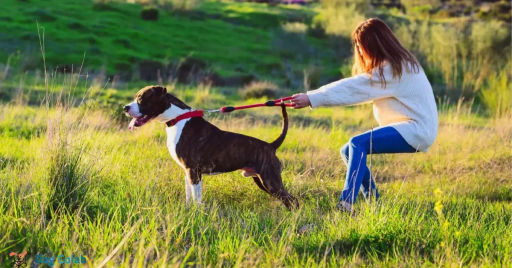 how to stop your dog from pulling on a leash
