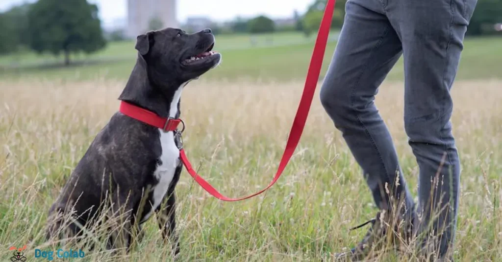 are thicker collars better for dogs
