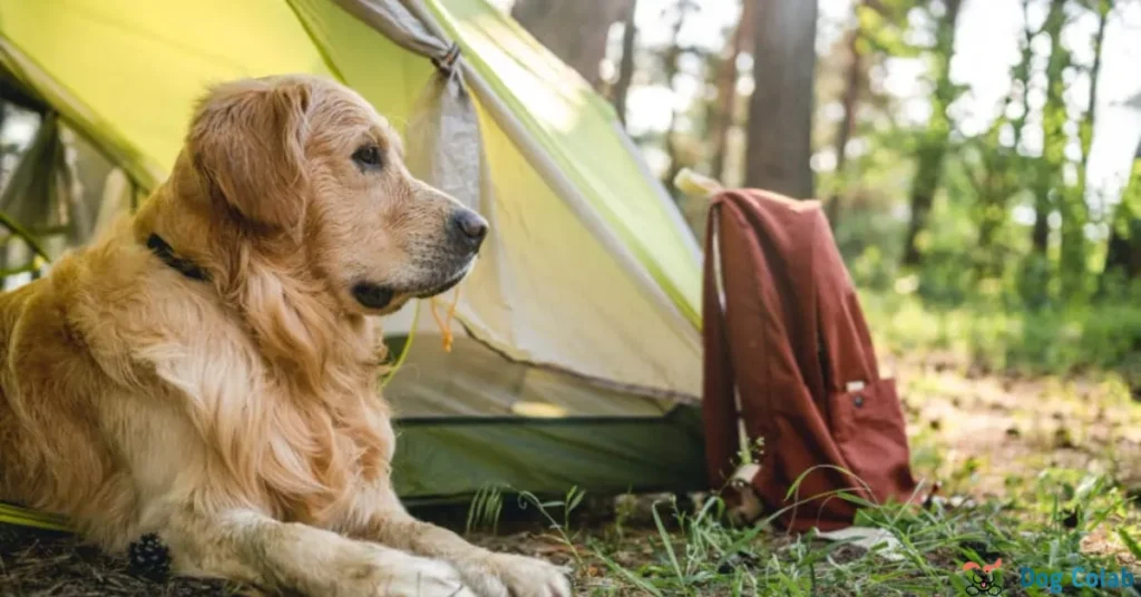 how to keep dogs cool on camping trip
