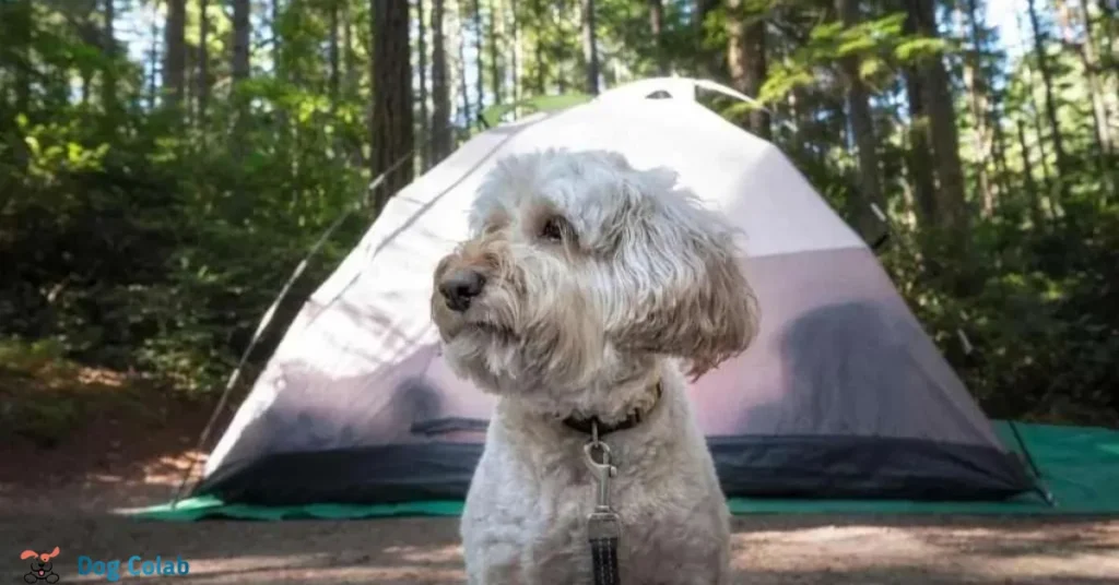 how to keep dogs cool while camping
