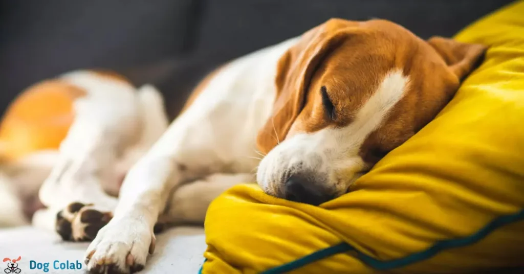 how to stop dog howling in sleep
