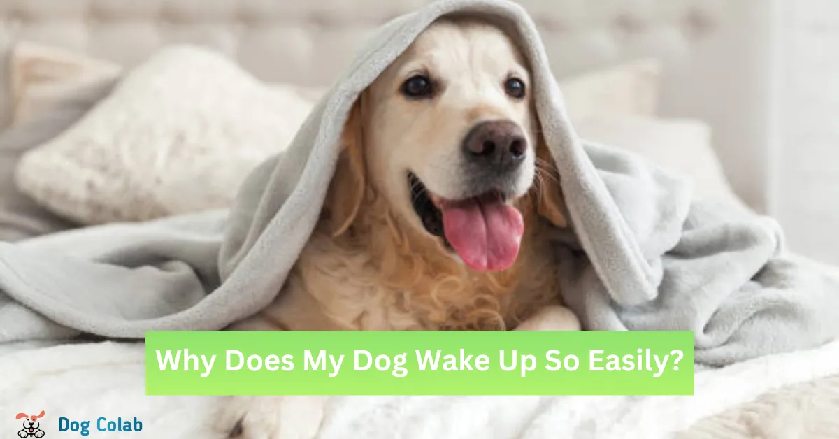 Why Does My Dog Wake Up So Easily? 7 Reasons & Tips