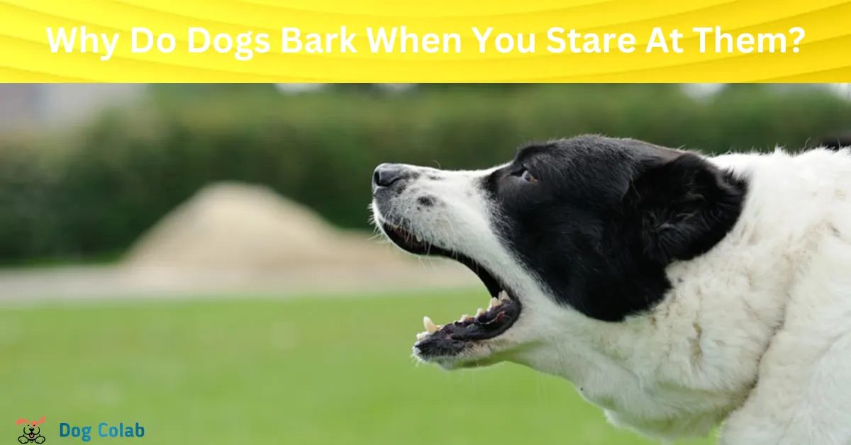 why do dogs bark when you stare at them