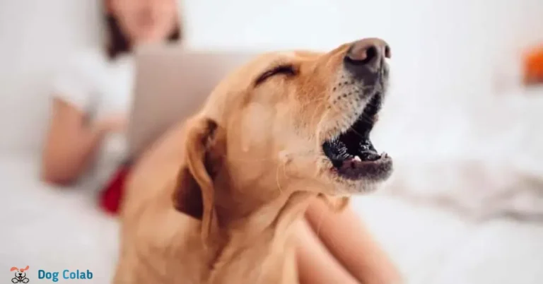 what does it mean when dogs howl in their sleep