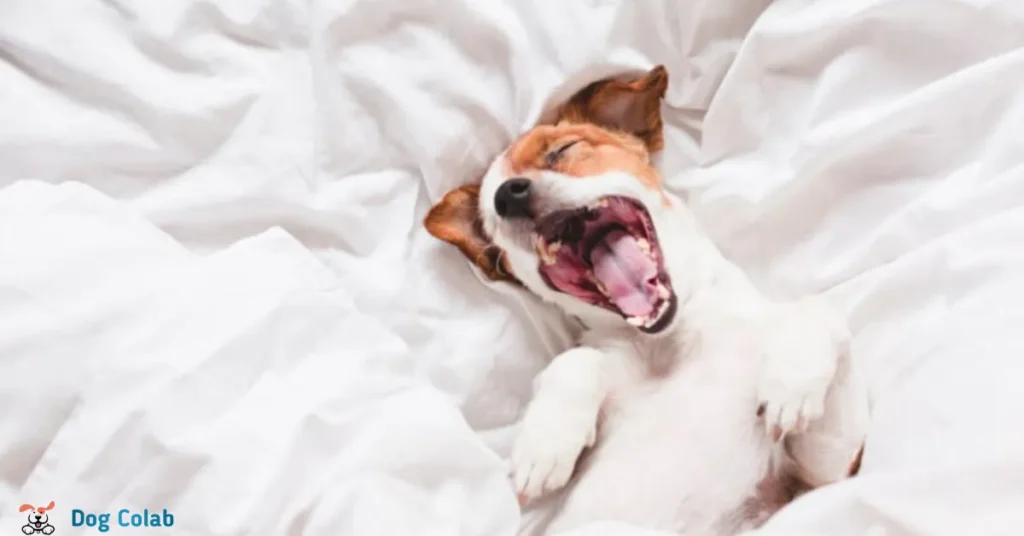 what does it mean when dogs howl in their sleep
