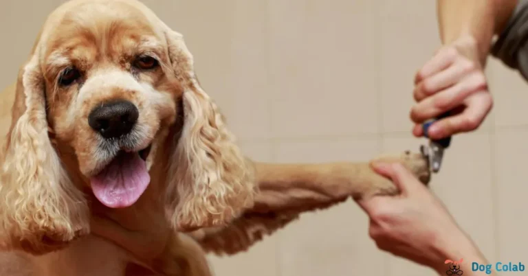 how long do dogs act weird after grooming