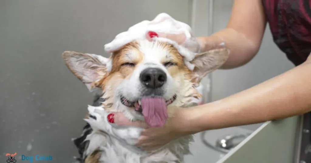 can you give a dog a bath with a flea collar on
