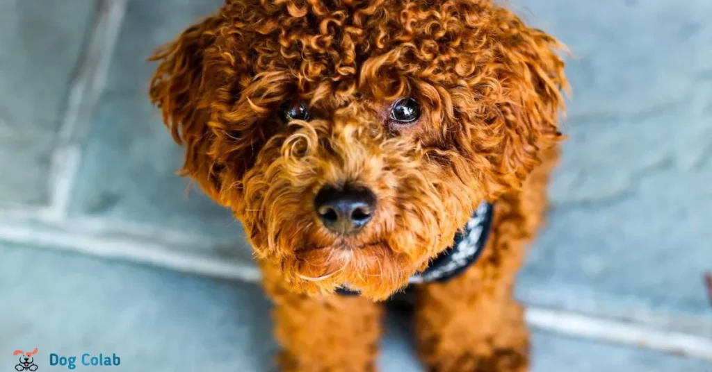 poodle curly hair
