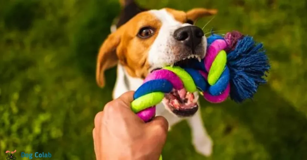 how to get your dog to play with toys
