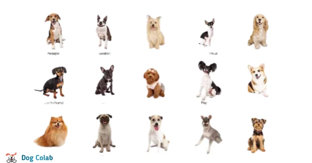 small dog breeds
