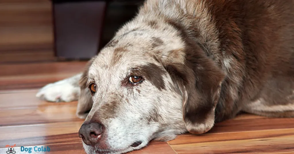 how to teach a dog to spinal walk
