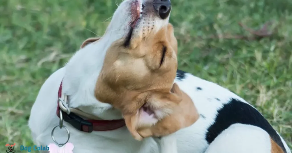 why do dogs shake after you pet them