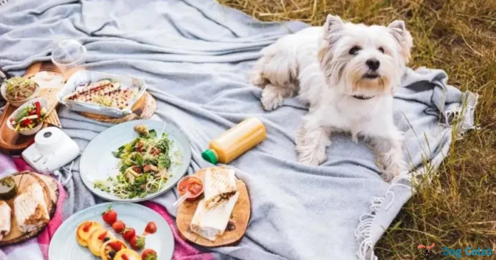 is table food bad for dogs
