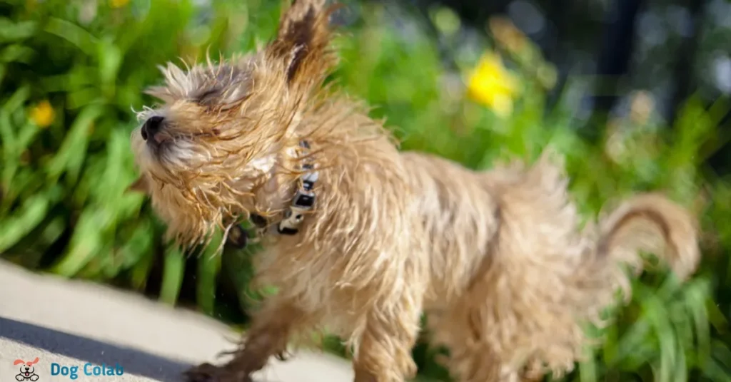 why do dogs shake after you pet them
