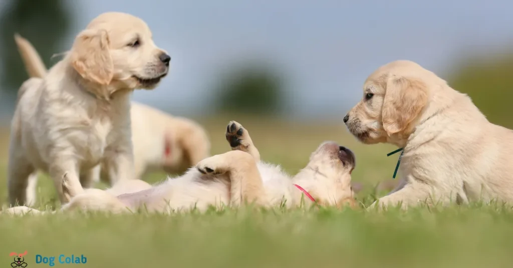 how do dogs tell gender of other dogs
