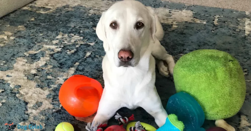 how to teach a dog to play with toys
