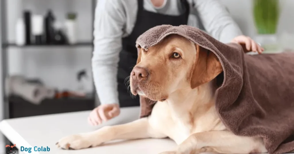 how long will my dog act weird after grooming
