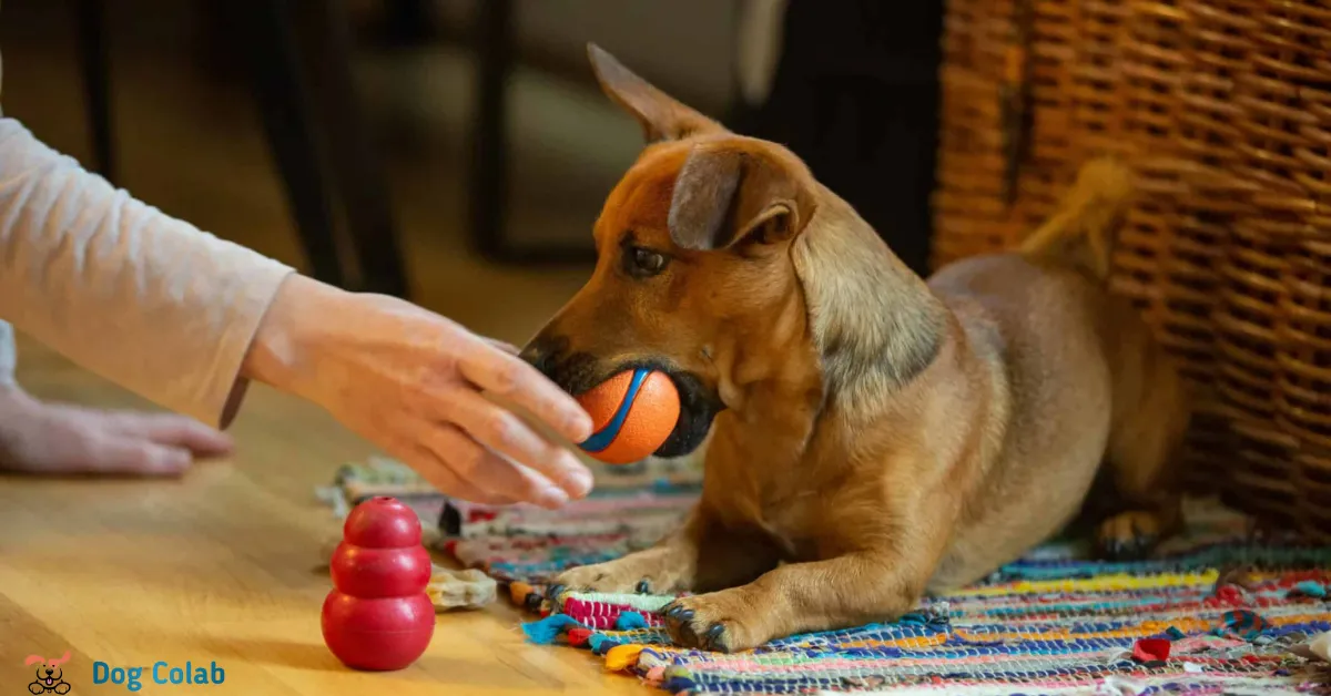 how to teach a rescue dog to play with toys