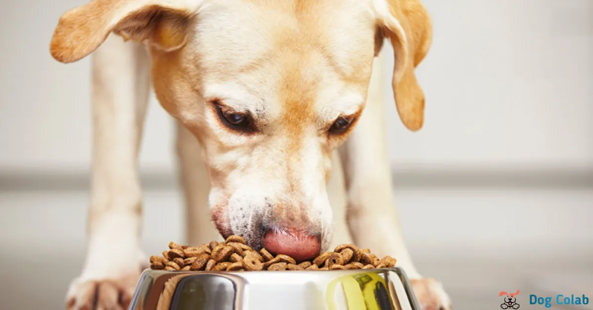 Why Is My Dog Eating Slower Than Usual? - 12 Reasons & Tips