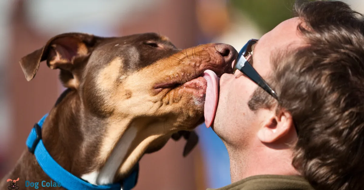 what happens if a dog licks inside your mouth