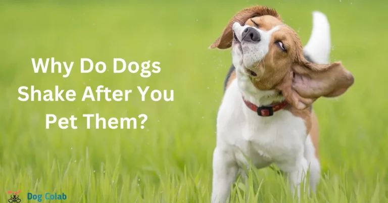 why do dogs shake after you pet them