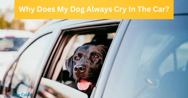 why does my dog always cry in the car