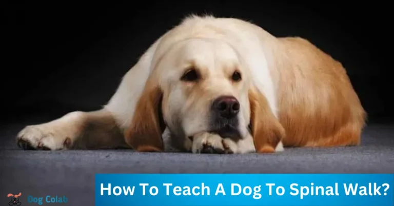 how to teach a dog to spinal walk