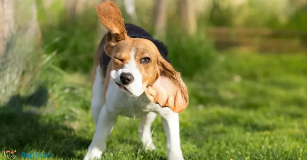 why do dogs shake their bodies after you pet them
