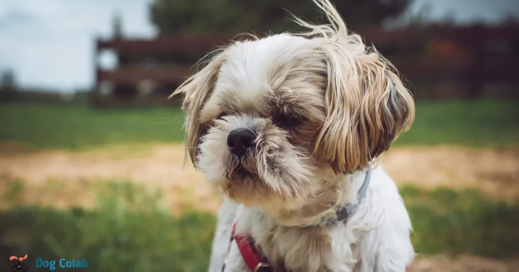 why do dogs look away from you
