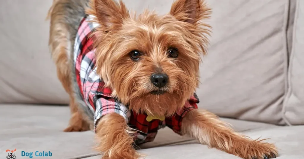 how to teach a dog to spinal walk
