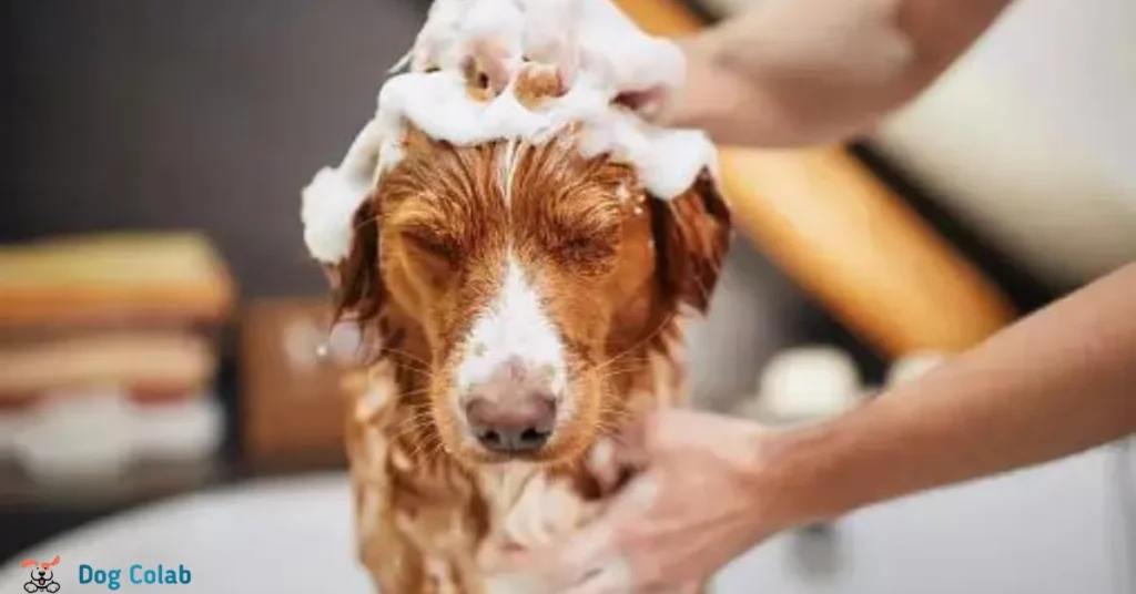 can you bathe your dog with a flea collar on
