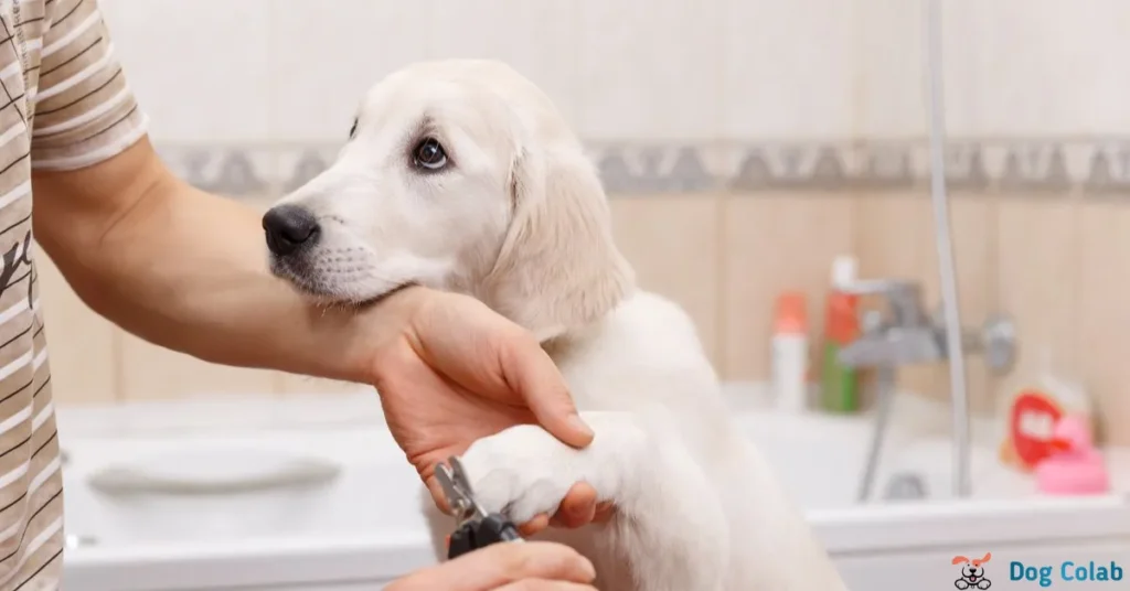 how long will my dog act weird after grooming
