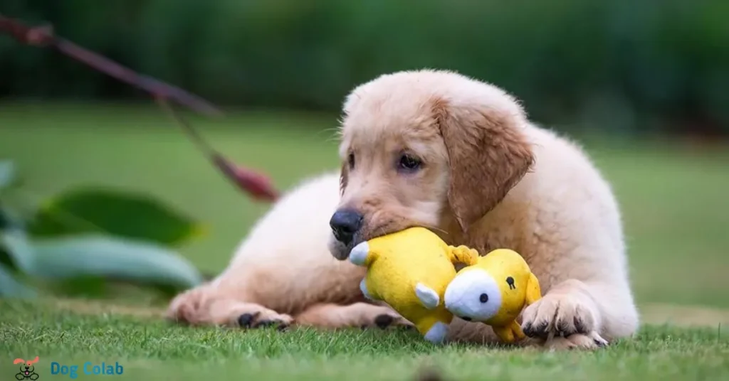 how to teach a rescue dog to play with toys